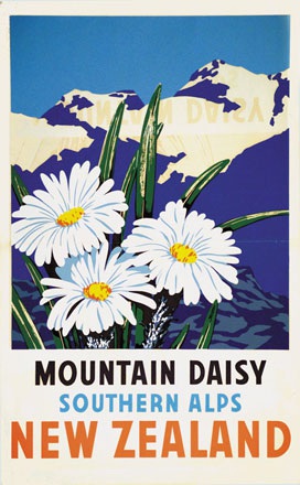 Anonym - Mountain daisy